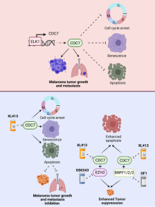These results identify CDC7 as a driver of melanoma tumor growth and metastasis that can be targeted alone or in combination with EZH2 or BRPF1/2/3 inhibitors.
