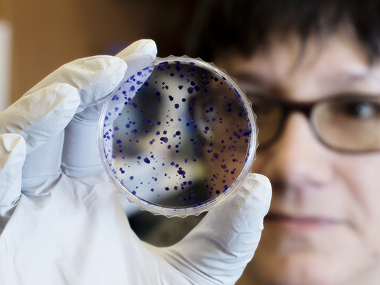 Unidentified woman is holding a Petri dish with growing bacteria in Eddy Yang's Laboratory inside the Hazelrig Salter Radiation Oncology Center, 2019.