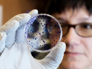 Unidentified woman is holding a Petri dish with growing bacteria in Eddy Yang's Laboratory inside the Hazelrig Salter Radiation Oncology Center, 2019.
