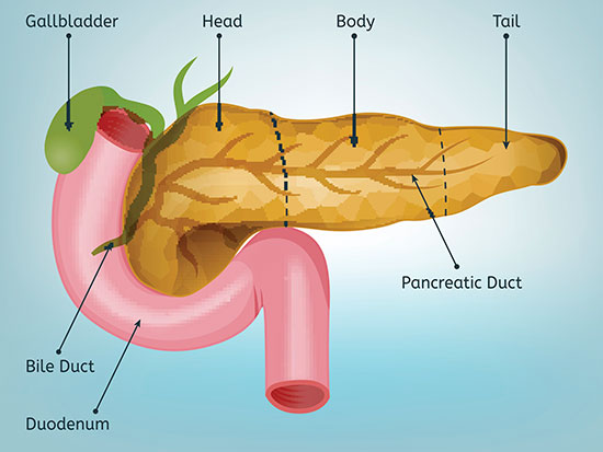 pancreas medical image