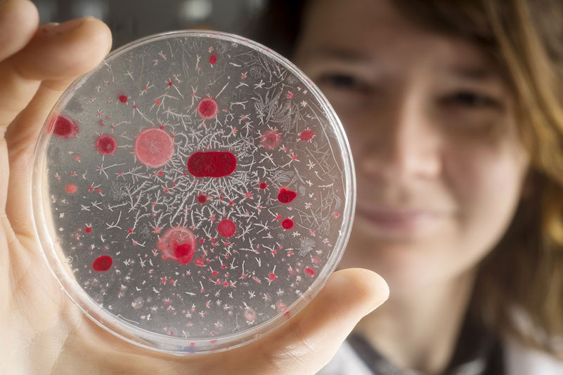 researcher holding up a petri dish with red organisms